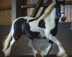 Pferd Sally (Tinker / Irish Cob / Gypsy Vanner, 2010)