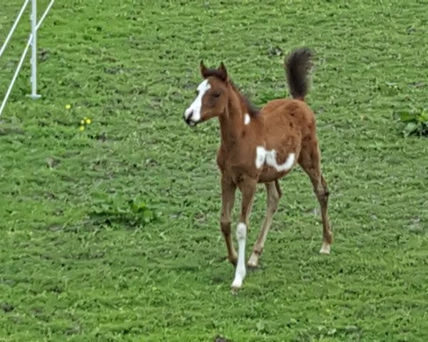 Zuchtstute Dua al faraj (Arabisches Halbblut / Partbred, 2016, von El Sharin)