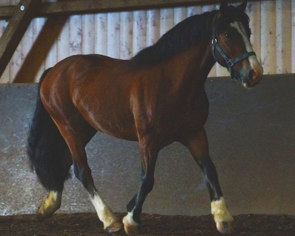 horse Jonny (Tinker / Irish Cob / Gypsy Vanner, 2011)