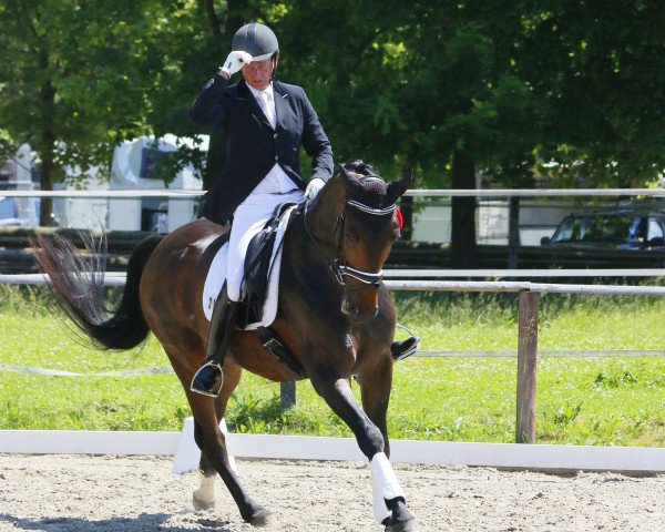 dressage horse Umani 5 (Bavarian, 2011, from Un Amore)