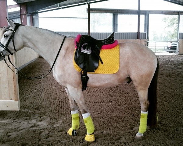 dressage horse Champino Royal (German Riding Pony, 2011, from FS Champion de Luxe)