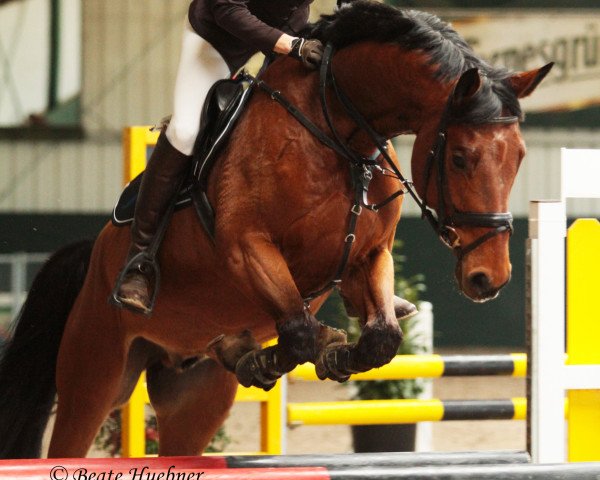 Springpferd Leonidas 133 (Deutsches Sportpferd, 2010, von Lewinski)