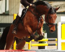 jumper Leonidas 133 (German Sport Horse, 2010, from Lewinski)