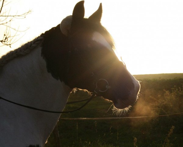 horse Maja (Pinto / Small Riding Horse, 2001)