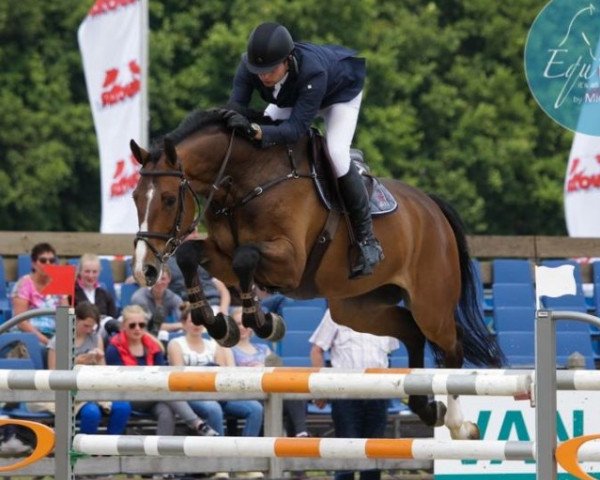 jumper Easy Again (Royal Warmblood Studbook of the Netherlands (KWPN), 2009, from Arezzo VDL)