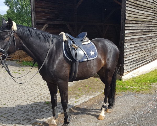 horse Curazin (German Sport Horse, 2002, from Convoi)