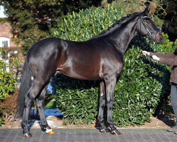 stallion Special One (Westphalian, 2013, from Schwarzgold)
