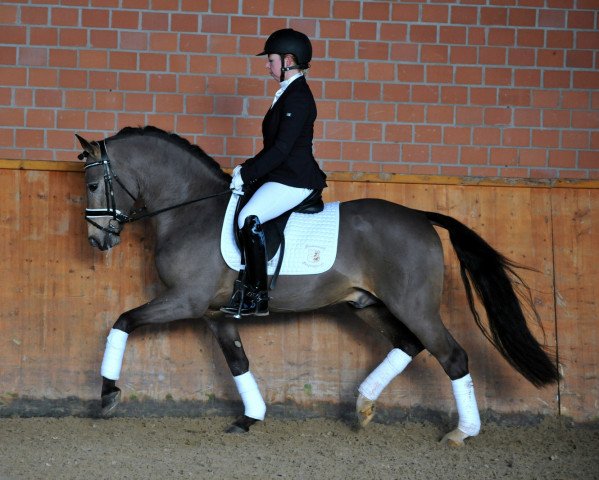 stallion Adoro (German Riding Pony, 2013, from A new Star)