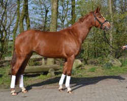 broodmare Santina 64 (Hanoverian, 2010, from Santino)