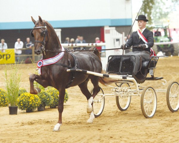 Deckhengst Wapenheer (KWPN (Niederländisches Warmblut), 2003, von Reflex M)