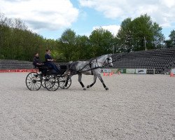 horse Lilli Fee 9 (Hanoverian, 2005, from Latouro)