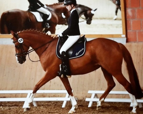 dressage horse Harmony 29 (Little German Riding Horse, 2003, from Henryk)
