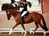 dressage horse Harmony 29 (Little German Riding Horse, 2003, from Henryk)