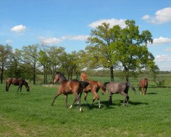 broodmare Fascination Figeac (Westphalian, 2011, from Foundation 2)