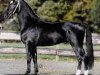stallion Roy M (KWPN (Royal Dutch Sporthorse), 1998, from Larix)