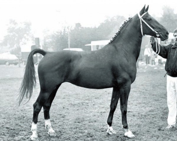 broodmare Watinka (KWPN (Royal Dutch Sporthorse), 1980, from Navigator)