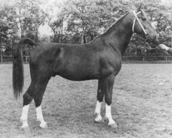stallion Tourist 296 (Gelderland, 1977, from Marconi)