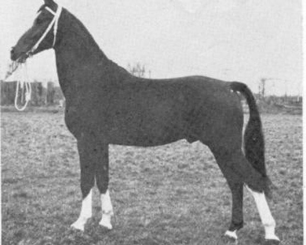 stallion Jonkheer (Royal Warmblood Studbook of the Netherlands (KWPN), 1968, from Oregon)