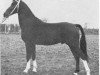 stallion Jonkheer (KWPN (Royal Dutch Sporthorse), 1968, from Oregon)