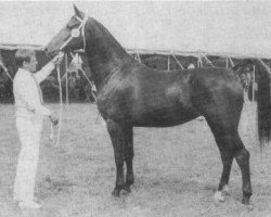 broodmare Wilma (KWPN (Royal Dutch Sporthorse), 1980, from Marconi)