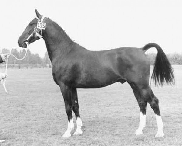 Deckhengst Rentheer (KWPN (Niederländisches Warmblut), 1975, von Jonkheer)