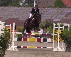 jumper Cafe's Star (Oldenburg show jumper, 2010, from Cafe au lait 2)