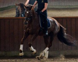 dressage horse Blueberry Hill (Westphalian, 2011, from Blickpunkt 4)