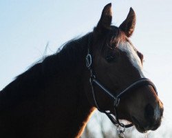 Springpferd Nea´s Peppermint Patty (Hannoveraner, 2013, von Perigueux)