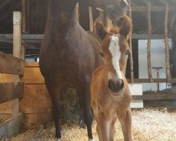 Pferd Cornwalls Hillary`s Destiny (Welsh-Cob (Sek. D), 2016, von Gwynfaes Orig)