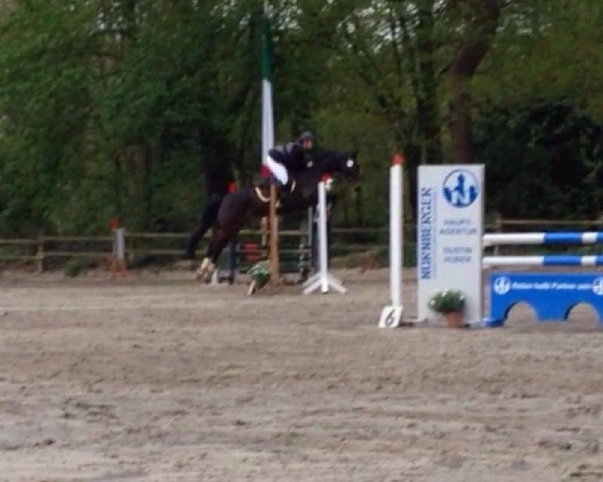 Springpferd Quentin 94 (Oldenburger Springpferd, 2008, von Quintender 2)