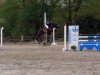 jumper Quentin 94 (Oldenburg show jumper, 2008, from Quintender 2)