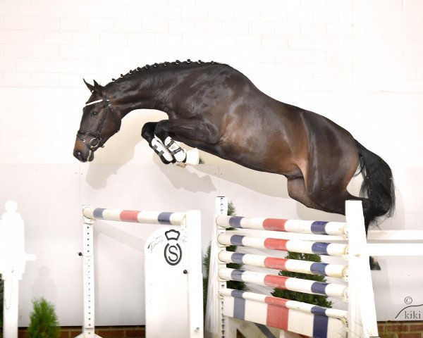 stallion Chaccolito (Oldenburg, 2013, from Chaccodello)