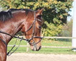 Pferd Kiwi (Trakehner, 2007, von Pricolino)