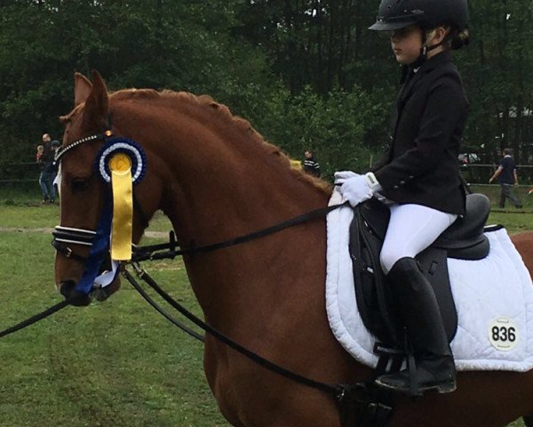 Dressurpferd Nanchos Nautilus (Deutsches Reitpony, 2011, von Heidbergs Nancho Nova)