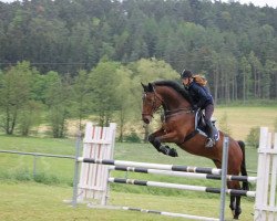 jumper Caruso 515 (Hanoverian, 2008, from Cashman)