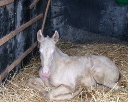 Zuchtstute Montana APSL Cremello 2016 (Lusitano, 2016)