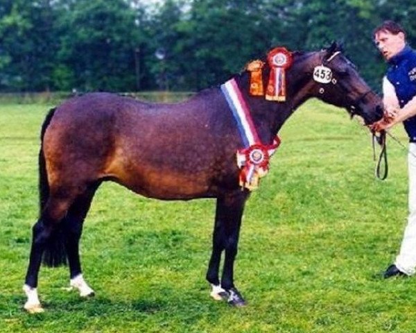 broodmare Oosterbroek Abba (New Forest Pony, 1983, from Robijn)