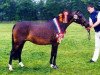 broodmare Oosterbroek Abba (New Forest Pony, 1983, from Robijn)