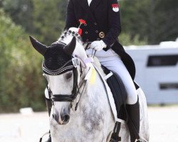 dressage horse San Salvador F (Hanoverian, 2007, from Samarant)