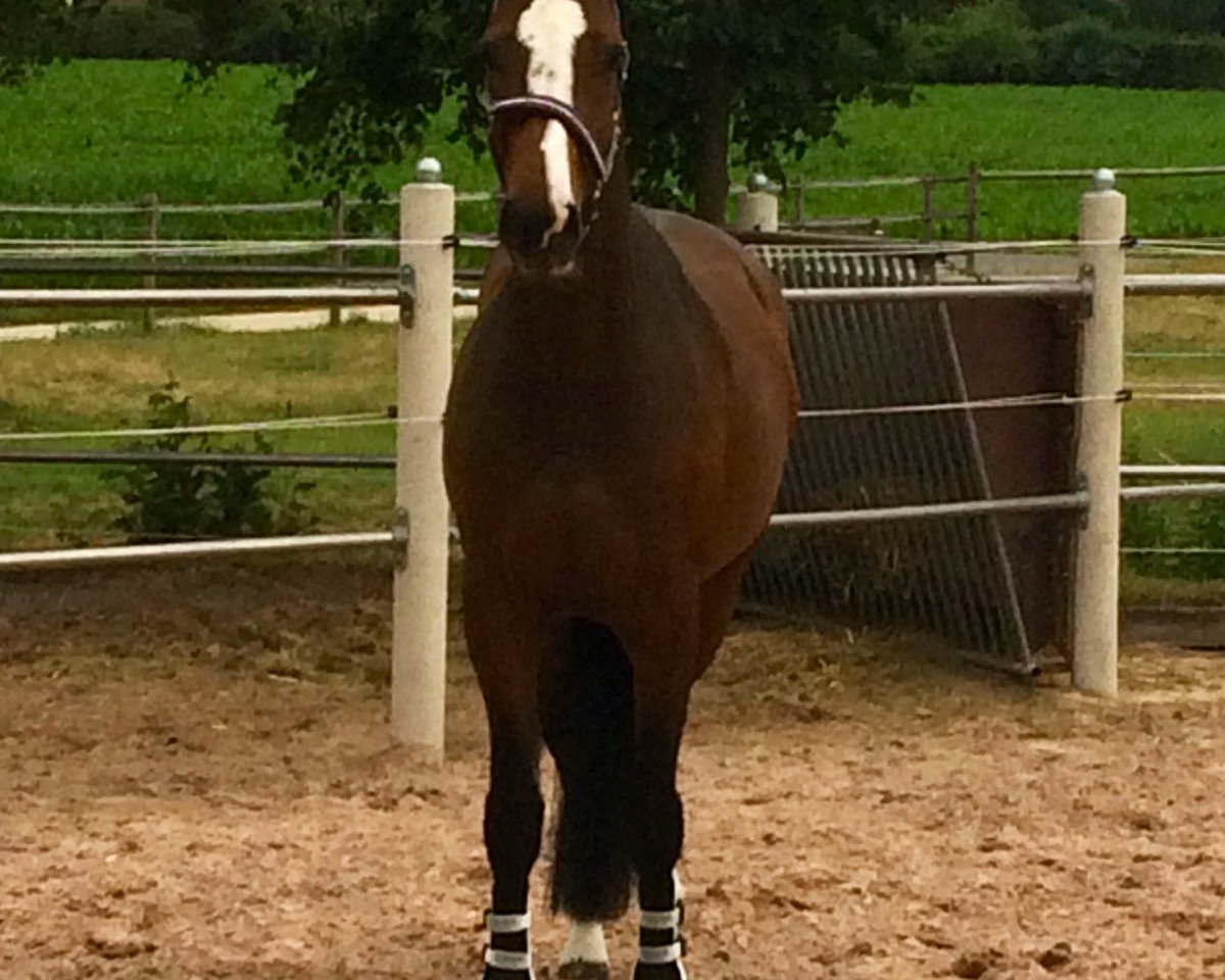 broodmare Quidados Queen (Holsteiner, 2012, from Quidado)