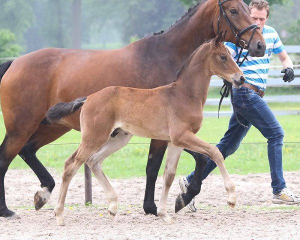 dressage horse DeLay (Oldenburg, 2016, from DeLorean)