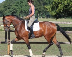 broodmare Kara (Oldenburg, 2007, from Sungold 2)