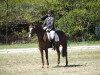 dressage horse Dasha (Hanoverian, 2009, from Dancier)