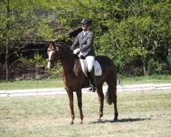 dressage horse Dasha (Hanoverian, 2009, from Dancier)