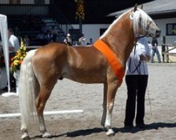 stallion Avalon (Haflinger, 1998, from liz. 101/T Amadeus)