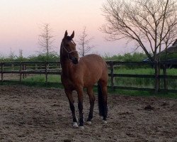 broodmare Quenotte (Rhinelander, 2007, from Quite Capitol)