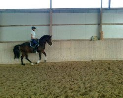 stallion Blue Dancer (German Riding Pony, 2003, from Boomer)