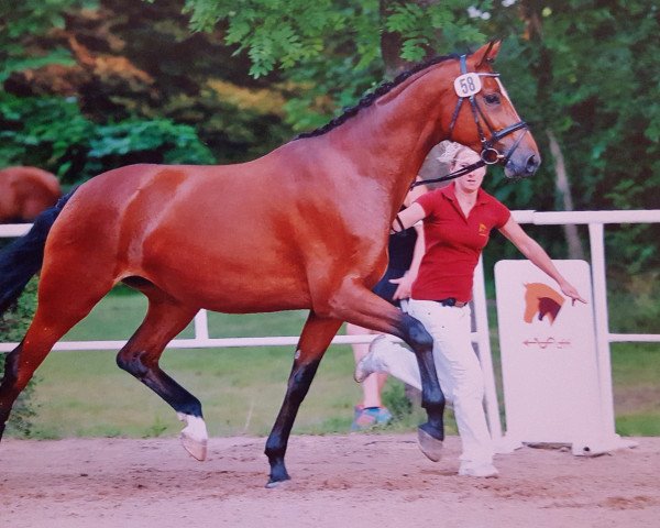 broodmare Farah Diba (German Sport Horse, 2009, from Fürst Grandios)
