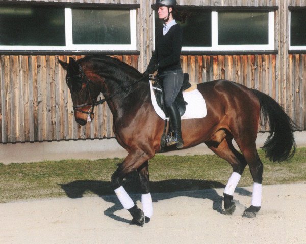 dressage horse Dondolo (Hanoverian, 2012, from Don Index)