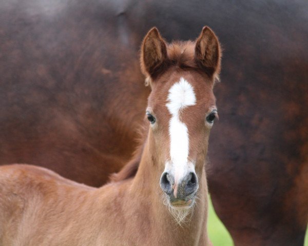 dressage horse Steverheides Della Casa (German Riding Pony, 2016, from Dressman IV)